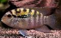 Photo Freshwater Fish Bujurquina syspilus 