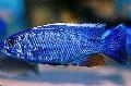 Aquarium Fishes Electric Blue Hap, Electric Blue Cichlid  Photo