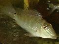 Photo Freshwater Fish Earth Eater, Demon fish 