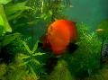 Aquarium Fishes Red discus  Photo