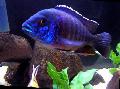 Photo Freshwater Fish Blue Peacock Cichlid 