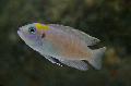 Photo Freshwater Fish Neolamprologus brevis 