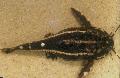 Photo Freshwater Fish Acanthodoras spinosissimus 