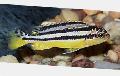Photo Freshwater Fish Golden Mbuna 