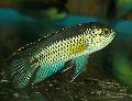 Photo Freshwater Fish Golden Dwarf Cichlid 