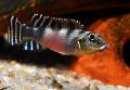 Photo Freshwater Fish Nanochromis transvestitus 