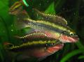 Photo Freshwater Fish Kribensis, Krib 
