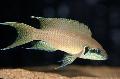 Aquarium Fische Lyretail Cichlid, Prinzessin Buntbarsch  Foto
