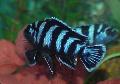Photo Freshwater Fish Zebra Cichlid 