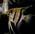 Photo Freshwater Fish Angelfish scalare 