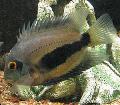 Aquarium Fishes Uaru Cichlid  Photo