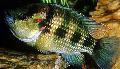 Aquarium Fishes Hemichromis fasciatus Photo