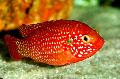 Photo Freshwater Fish Red Jewel Cichlid 