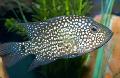 Aquarium Fishes Texas Cichlid  Photo
