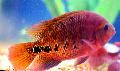 Photo Freshwater Fish Cichlasoma synspilum 