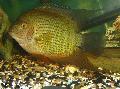 Photo Freshwater Fish Severum 