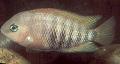 Aquarium Fishes Blue-eye cichlid Photo