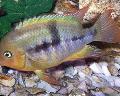 Photo Freshwater Fish T-Bar Cichlid 
