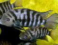 Photo Freshwater Fish Convict Cichlid 