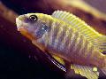 Photo Freshwater Fish Malawi Dream 