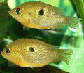 Photo Freshwater Fish Orange chromide 
