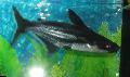 Photo Freshwater Fish Iridescent Shark Catfish 