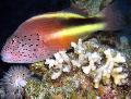 Photo Marine Fish (Sea Water) Freckled hawkfish 