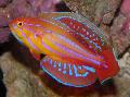 Photo Marine Fish (Sea Water) Filamented flasher-wrasse 