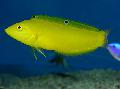 Photo Marine Fish (Sea Water) Yellow wrasse, Golden wrasse, Canary wrasse 