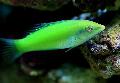Aquarium Fishes Green wrasse, Pastel-green wrasse Photo