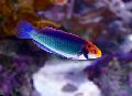 Aquarium Fishes Red-eyed fairy-wrasse Photo