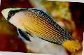 Aquarium Fishes Splendid Dottyback  Photo