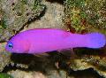 Aquarium Fishes Purple Dottyback  Photo