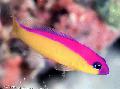 Aquarium Fishes Purple Stripe Dottyback  Photo