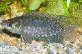 Photo Freshwater Fish Ctenopoma fasciolatum 