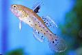 Aquarium Fishes Knight Goby Photo