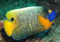 Photo Marine Fish (Sea Water) Blueface Angelfish 