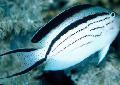 Photo Marine Fish (Sea Water) Lamarcks Angelfish 