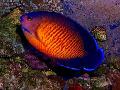 Photo Marine Fish (Sea Water) Coral Beauty Angelfish 