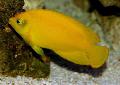  Yellow Angelfish Photo