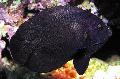 Photo Marine Fish (Sea Water) Black Nox Angelfish, Midnight Angelfish 