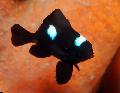 Photo Marine Fish (Sea Water) Three Spot Domino Damselfish 