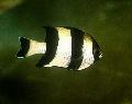 Photo Marine Fish (Sea Water) Four Stripe Damselfish 