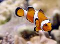Photo Marine Fish (Sea Water) Ocellaris Clownfish 