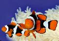 Photo Marine Fish (Sea Water) True Percula Clownfish 