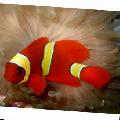 Photo Marine Fish (Sea Water) Yellowstripe Maroon Clownfish 