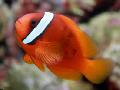  Tomato Clownfish Photo
