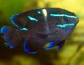 Photo Marine Fish (Sea Water) Blue Velvet Damselfish 