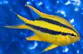 Photo Marine Fish (Sea Water) Blackmouth Bicolor Chromis 