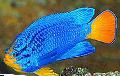 Aquarium Fische Blaue Demoiselle  Foto